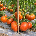 459 Maf's Brown #9 Tomato, 5 Seeds