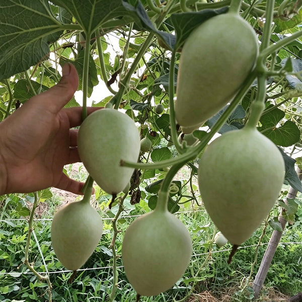 Peach Shaped Gourd, 10 Seeds
