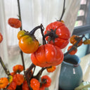 African Red Scarlet Eggplant, 200 Seeds