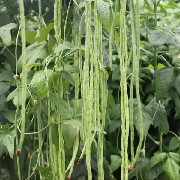 Ningjiang No.3 Yardlong Bean Seeds, 5 × 10g Bags