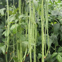 Ningjiang No.3 Yardlong Bean Seeds, 5 × 10g Bags