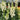 Madame Butterfly White Snapdragon, 1000 Seeds