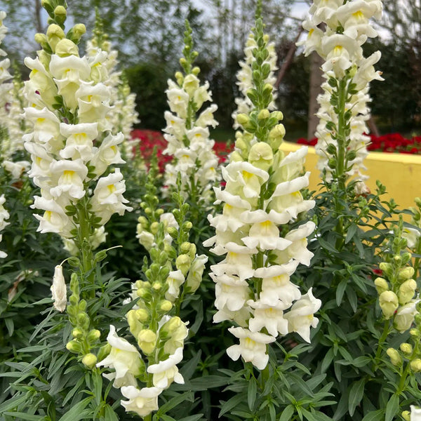 Madame Butterfly White Snapdragon, 1000 Seeds