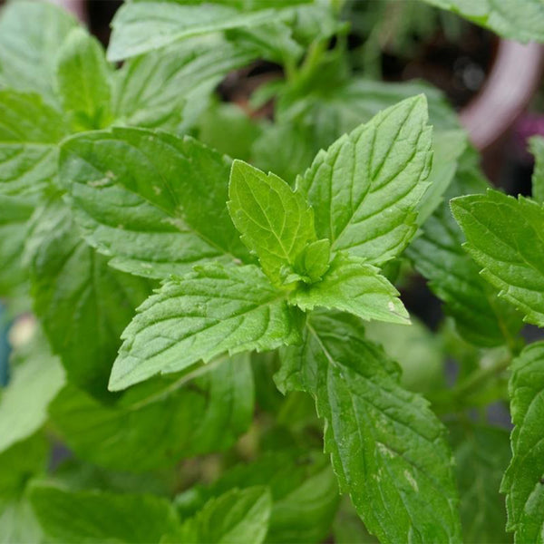Crinkled-leaf Peppermint, 500 Seeds