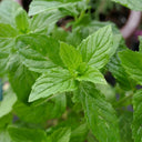 Crinkled-leaf Peppermint, 500 Seeds