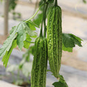 Emerald Green Bitter Melon Seeds, 20 Seeds