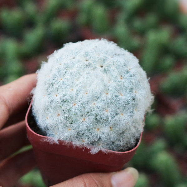 Feather Cactus, 3-4cm