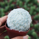 Feather Cactus, 3-4cm
