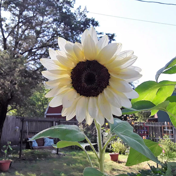 'White Lover' Sunflower, 6 Seeds