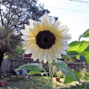 'White Lover' Sunflower, 6 Seeds