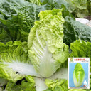 'Dongjia Chunguan' Chinese Cabbage Seeds, 8g