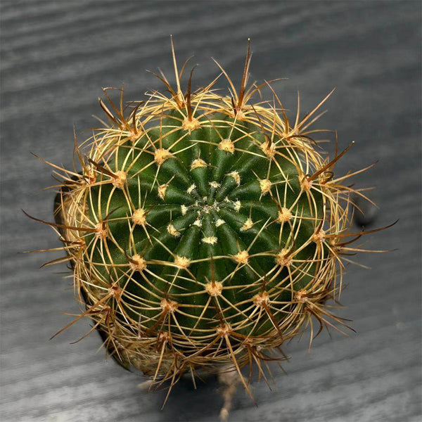 Lobivia Cactus, 3-4cm