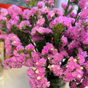 Cut Flower Forget-me-not, 30 Seeds