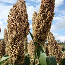 'Bainuo No.1' White Waxy Sorghum Seeds, 40g