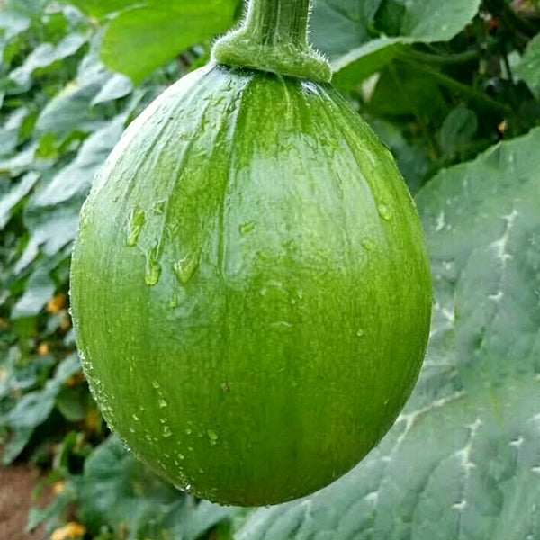 Mini Elf Pumpkin, 10 Seeds