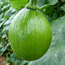 Mini Elf Pumpkin, 10 Seeds
