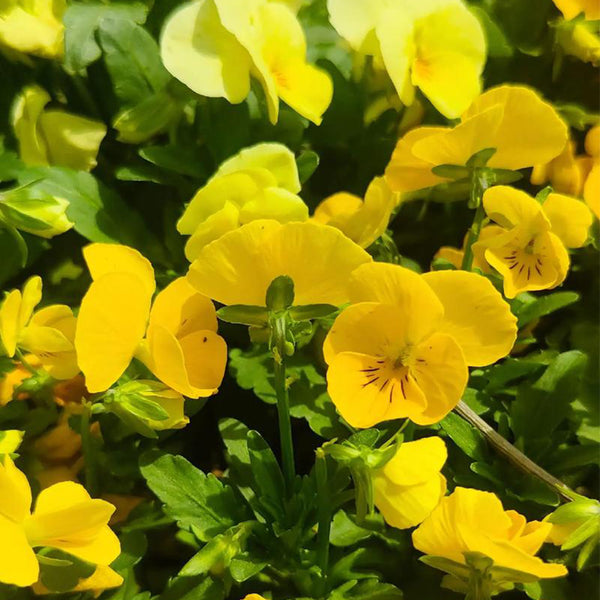 Hezhichun Pansy 'Late Autumn', 30 Seeds