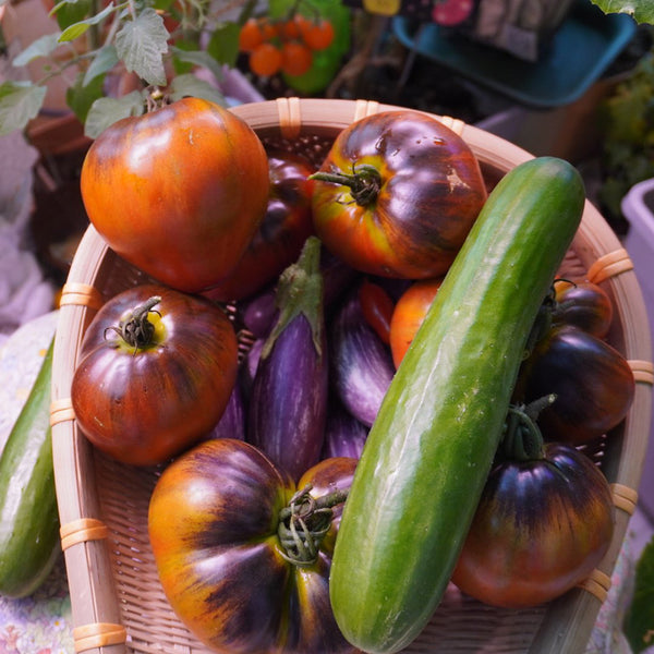 629 Dwarf Leprechaun Sasha F4 Tomato, 5 Seeds