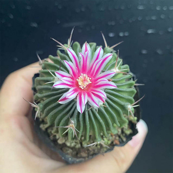 Echinofossulocactus multicostatus, 3-4cm