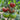 Sweet Heart Fruit Tomato, 100 Seeds