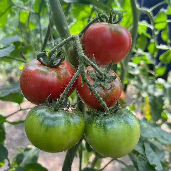 Sweet Heart Fruit Tomato, 100 Seeds