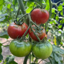 Sweet Heart Fruit Tomato, 100 Seeds