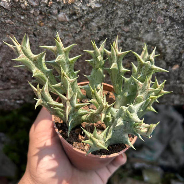3Pcs Caralluma hesperidum, 3-4cm
