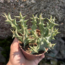 3Pcs Caralluma hesperidum, 3-4cm