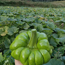 Jiangbing Pumpkin Seeds, 10g
