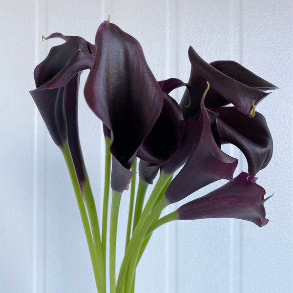 'Black Hero' Calla Lily, 16/18cm Circumference, 1 Bulb