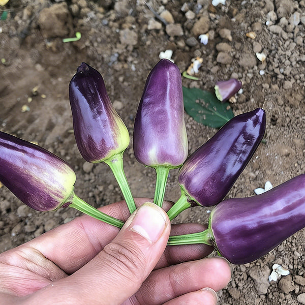Purple Tower Facing-Heaven Pepper Seeds, 0.2g