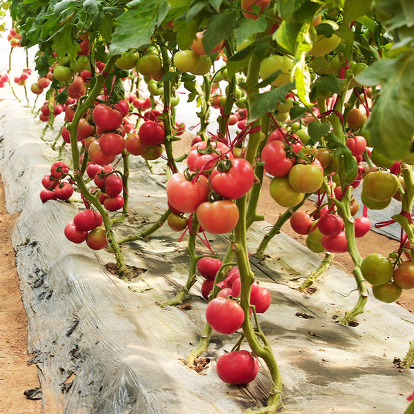 Maofen 802 Tomato, 100 Seeds