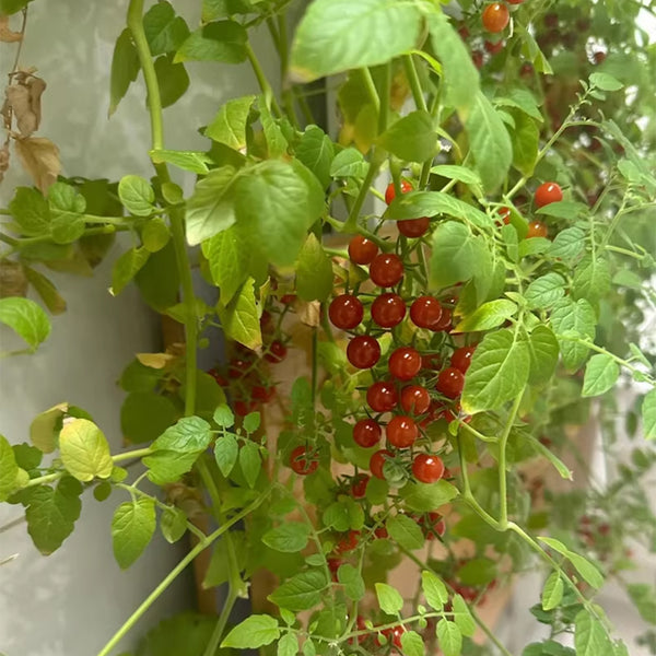 Red Currant Sweet Pea Tomato, 20~30 Seeds