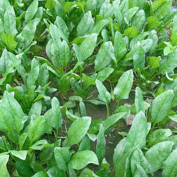 Four Seasons Spinach Seeds, 10g