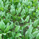 Four Seasons Spinach Seeds, 10g