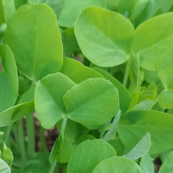 Jiemei Tendril-Free Pea Shoot Seeds, 100g