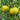 457 Dwarf Numbat Tomato, 5 Seeds