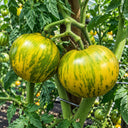 457 Dwarf Numbat Tomato, 5 Seeds