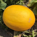 Hongyu Muskmelon Seeds, 100 Seeds