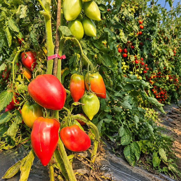 1146 Korean Long Tomato, 5 Seeds