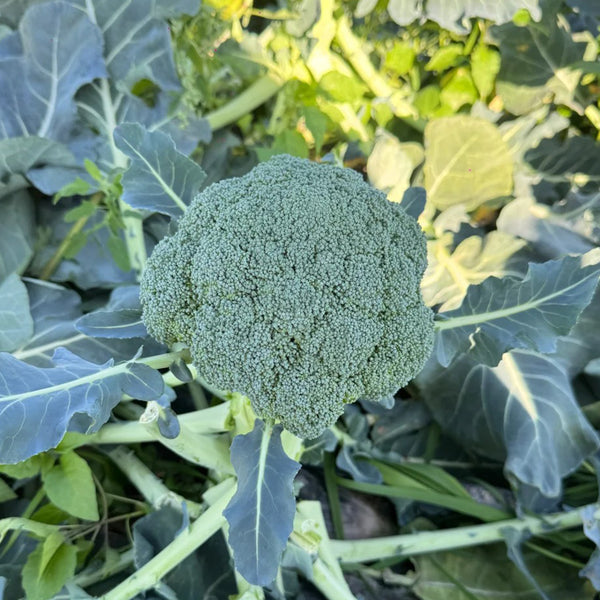 GreenVigour 80 Broccoli Seeds, 1000 Seeds
