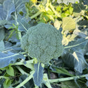 GreenVigour 80 Broccoli Seeds, 1000 Seeds