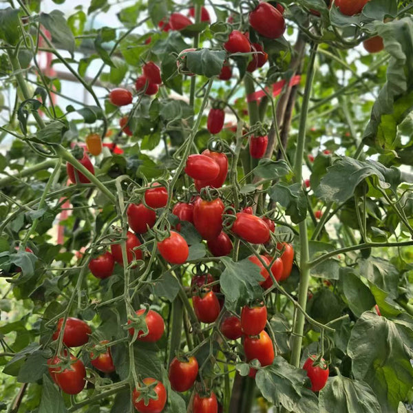 784 Treasure Island Teardrop Tomato, 5 Seeds