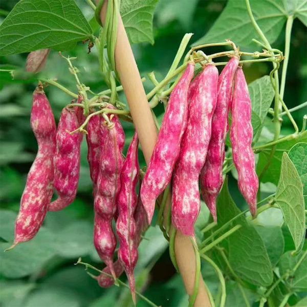 Sparrow Egg Cranberry Bean Seeds, 50g