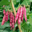 Sparrow Egg Cranberry Bean Seeds, 50g