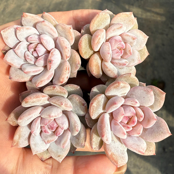 Echeveria cv. 'Starlight Orange', 3pcs x 1-head