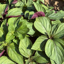 Bicolor Perilla Seeds, 2g