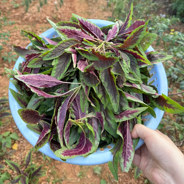 Red Willow Leaf Amaranth Seeds, 10g