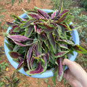 Red Willow Leaf Amaranth Seeds, 10g