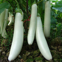 White 013 Eggplant, 20 Seeds
